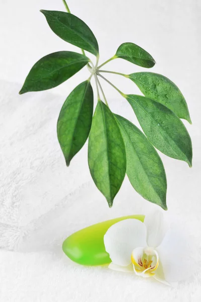 Zöld szappan és orchidea — Stock Fotó