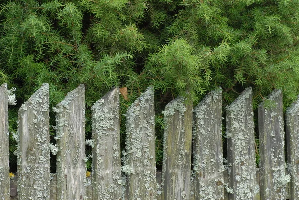 Gamla staket — Stockfoto