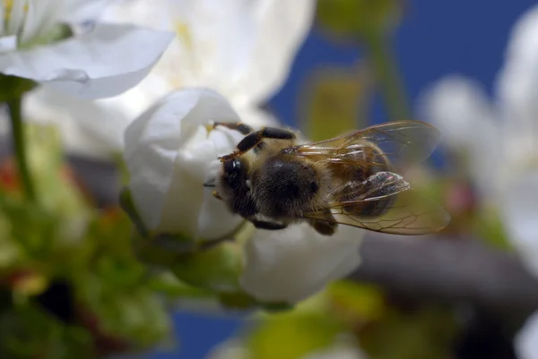蜜蜂采集蜂蜜 — 图库照片