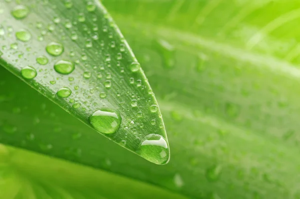 Zelený list a kapka vody — Stock fotografie