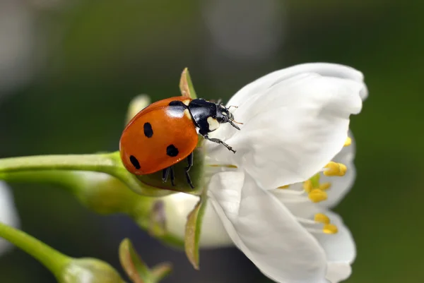 Uğur böceği üzerinde beyaz çiçek — Stok fotoğraf
