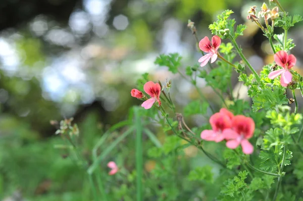 Flores pequenas no campo — Fotografia de Stock
