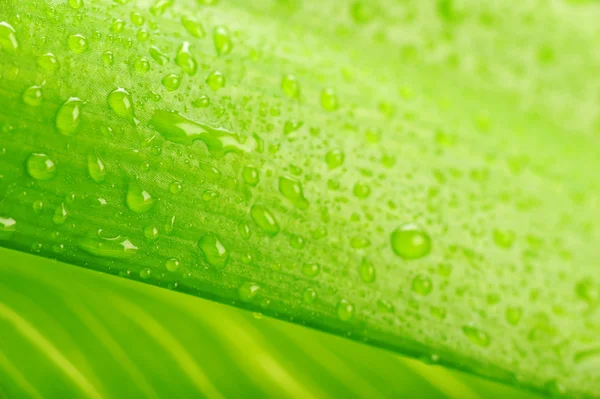 Grön löv och vattendroppe — Stockfoto