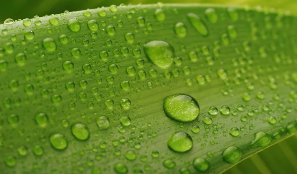 Yeşil yaprak ve su damlası — Stok fotoğraf