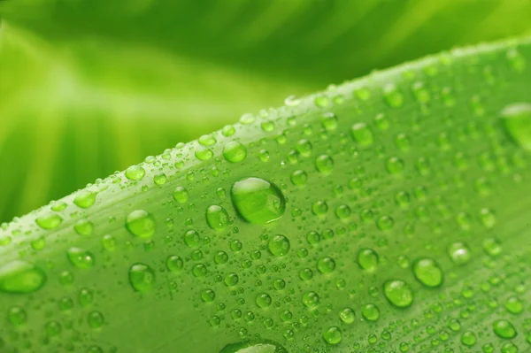 Zelený list a kapka vody — Stock fotografie
