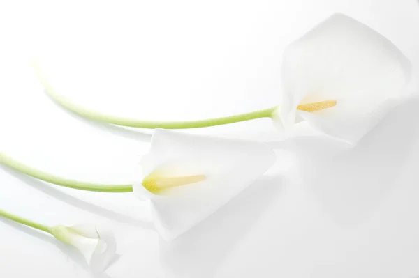 Trzy białe lilie calla — Zdjęcie stockowe