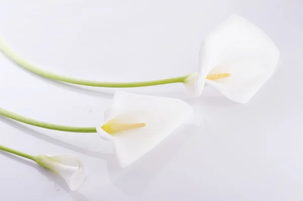 Trzy białe lilie calla — Zdjęcie stockowe