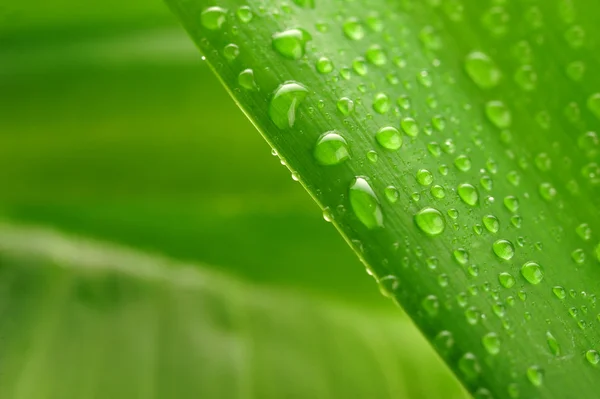 Green leaf and water drop — Stock Photo, Image