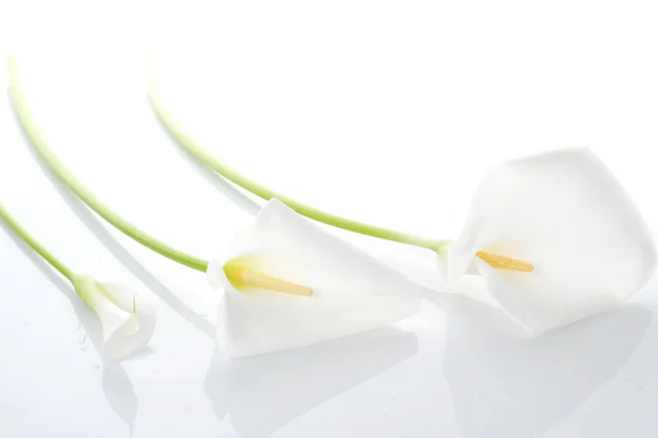 Tři bílé lilie calla — Stock fotografie