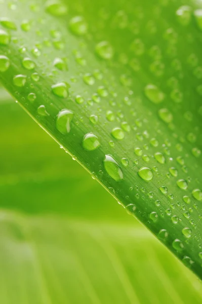 Foglia di pianta verde con gocce d'acqua — Foto Stock