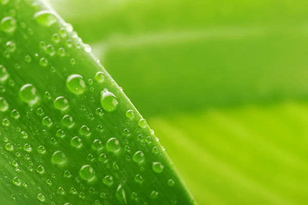 Hoja verde y gota de agua — Foto de Stock
