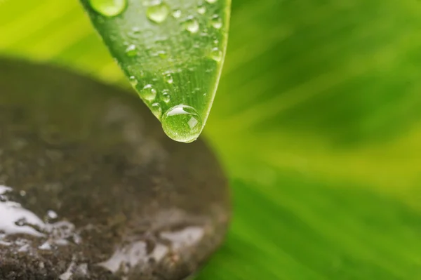 Green leaf and grey stone — Stock Photo, Image