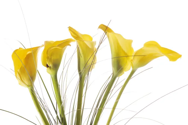Cinco lírios amarelos calla — Fotografia de Stock