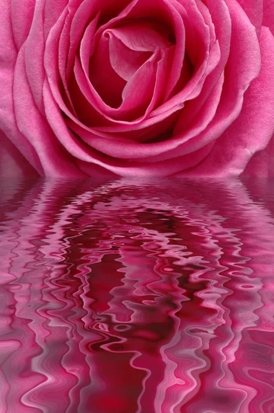 Rose spiegelt sich im Wasser — Stockfoto