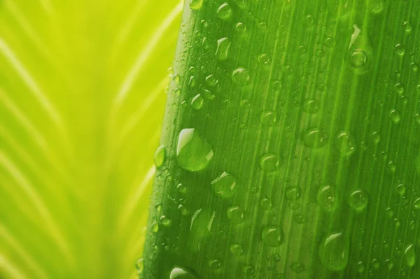 Свежий зеленый лист растения с капельками воды — стоковое фото