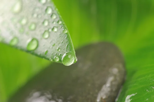 Zelený list a šedý kámen — Stock fotografie