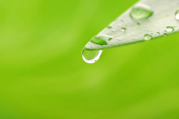 Hoja de planta verde con gotas de agua —  Fotos de Stock