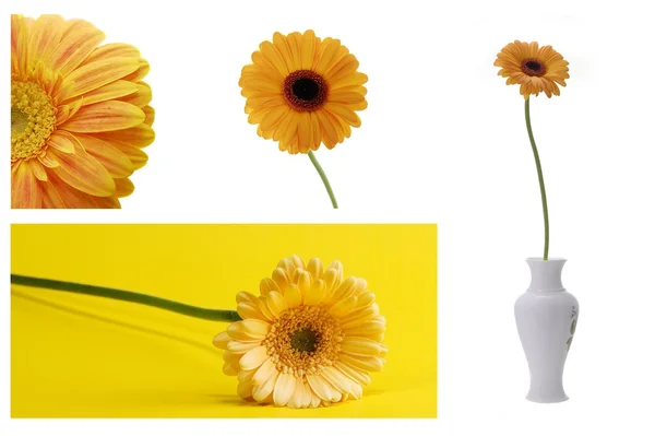 Collage of yellow flowers — Stock Photo, Image