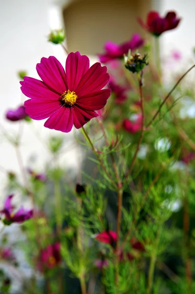 Маленькие красивые цветы в поле — стоковое фото