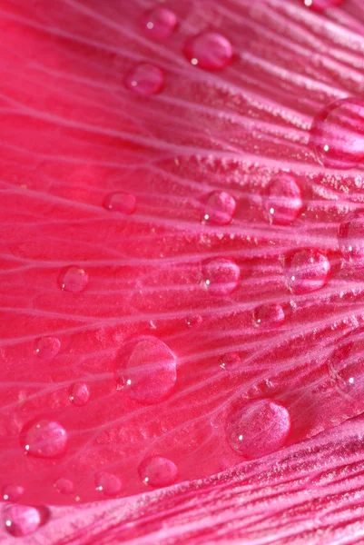 Drops on petals — Stock Photo, Image