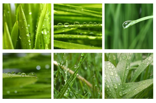 stock image Different grass and water drops pictures