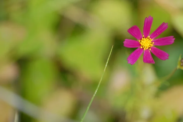Маленький красивый цветок — стоковое фото