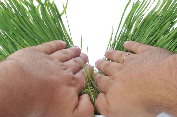 Εξάπλωση τα χέρια του φρέσκο χόρτο — Stock fotografie