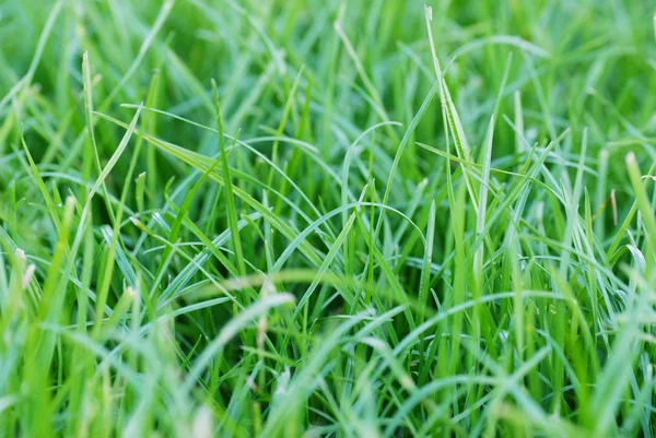 Verse groene gras close-up buiten — Stockfoto