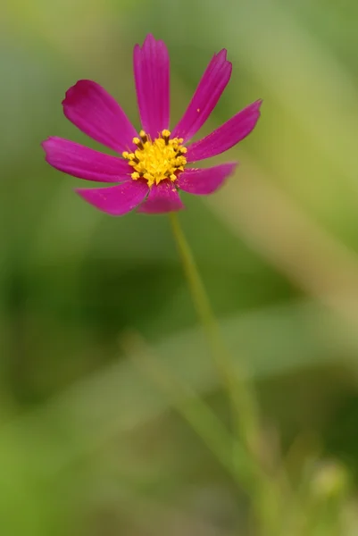 Small beautiful flower — Stock Photo, Image