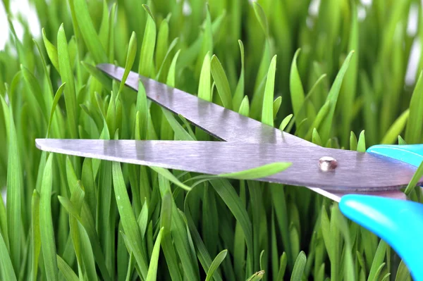 Scissors cutting fresh grass — Stock Photo, Image