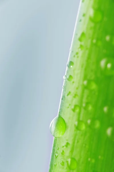 stock image Green plant leaf with water drops