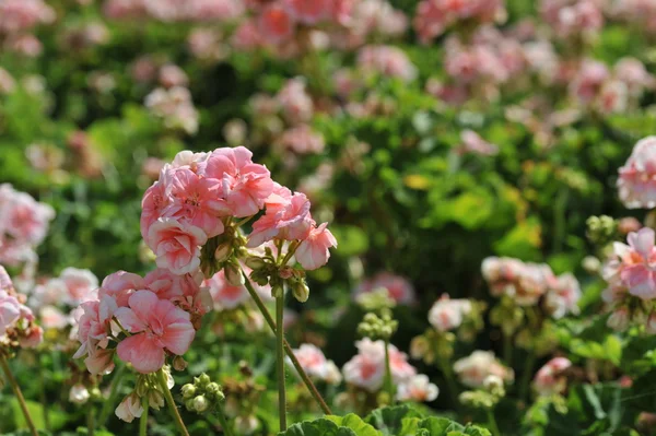 Kleine schöne Blumen auf dem Feld — Stockfoto