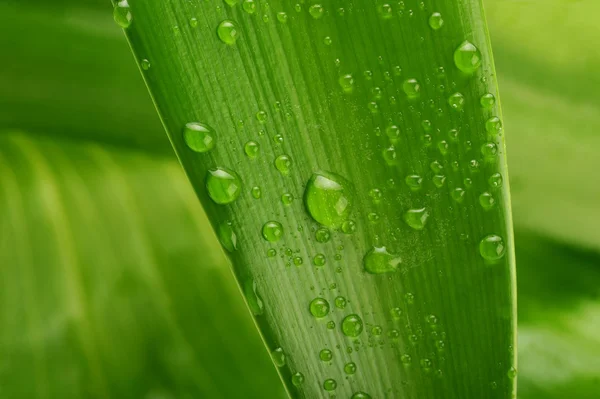 緑の葉と水滴 — ストック写真