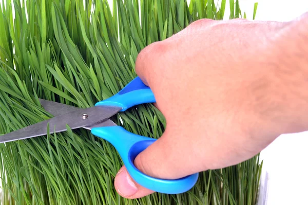 Nůžky na stříhání čerstvé trávy — Stock fotografie