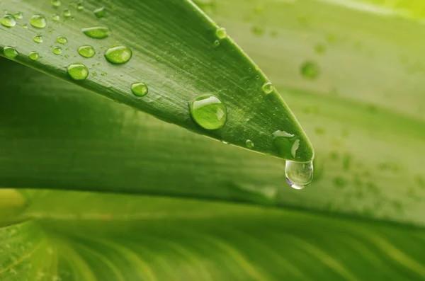 Groen blad en waterdruppel — Stockfoto