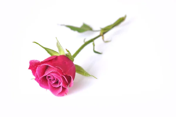 핑크 빛 꽃 이 활짝 피네 — 스톡 사진