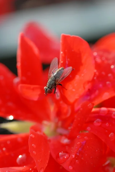 stock image Big red flower