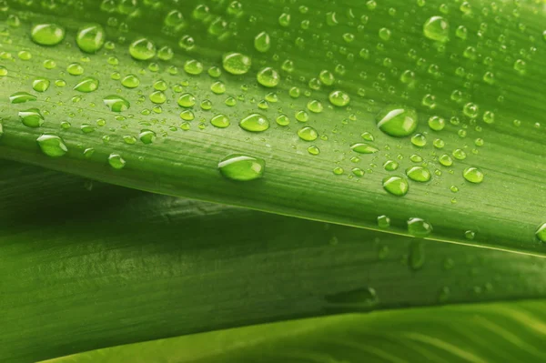 Foglia verde e goccia d'acqua — Foto Stock
