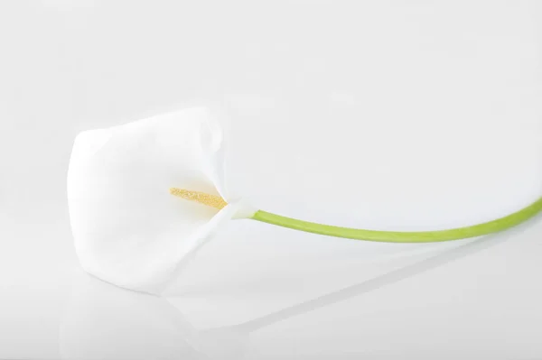 White calla lily — Stock Photo, Image