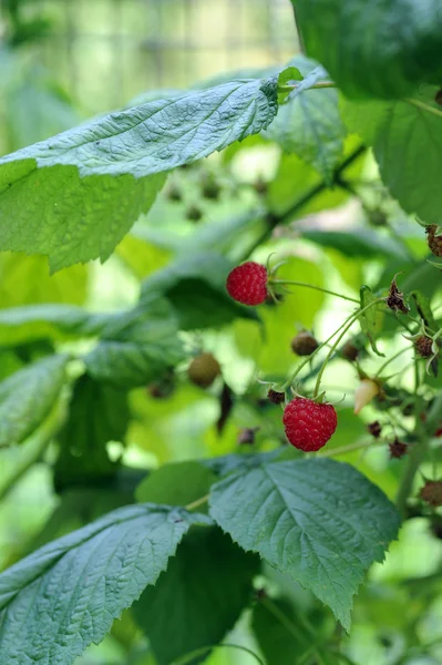 Tasty raspberry — Stock Photo, Image