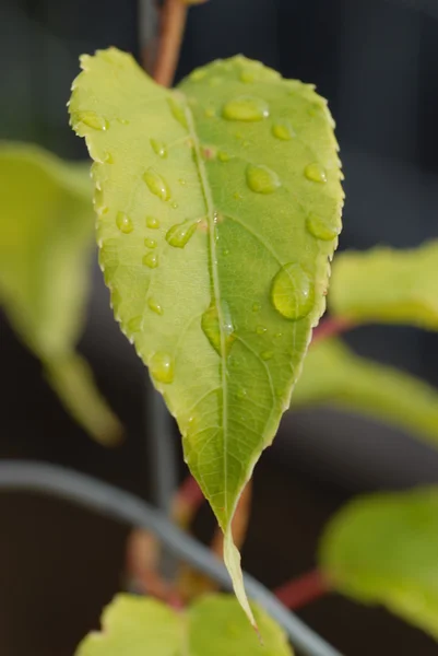 Drops on green leaves — Stock Photo, Image