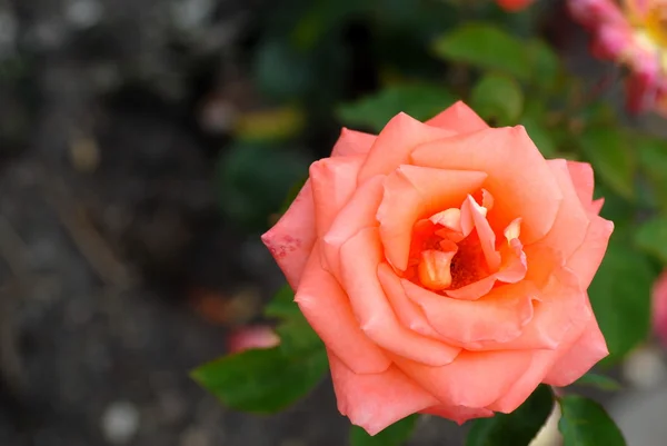 stock image Red rose