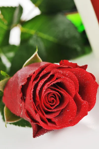 Merah mawar — Stok Foto