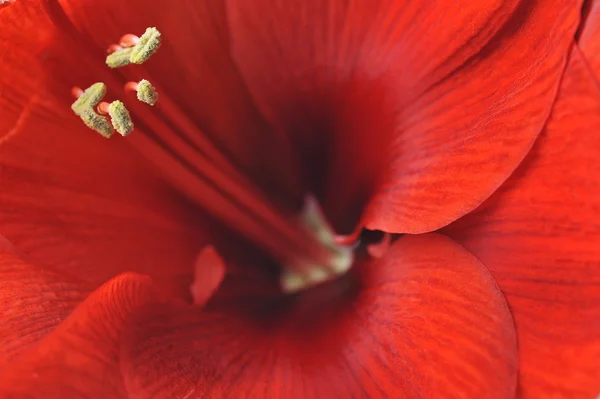 Amaryllis bloem — Stockfoto