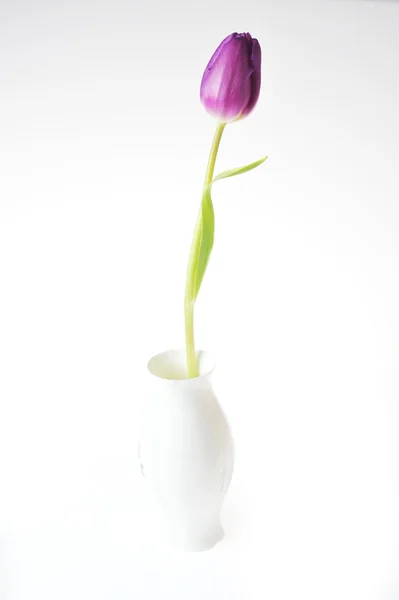 Une tulipe violette — Photo