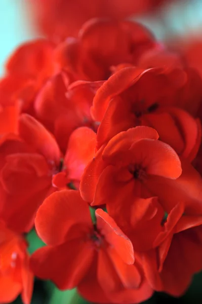 红美丽的花朵 — 图库照片