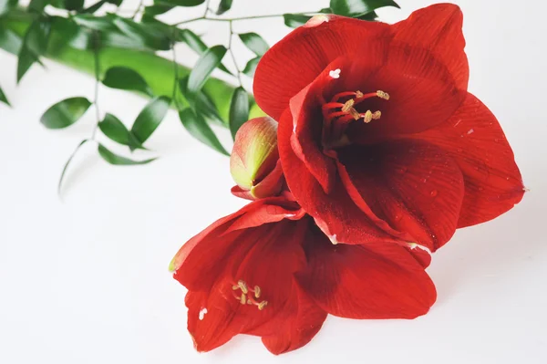 Bouquet from red amaryllis — Stock Photo, Image