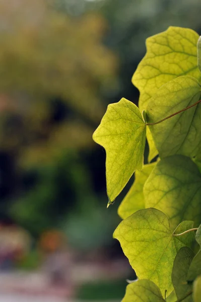 Fresh colorful leaves — Stock Photo, Image