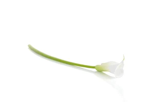 Hvid calla lilje - Stock-foto