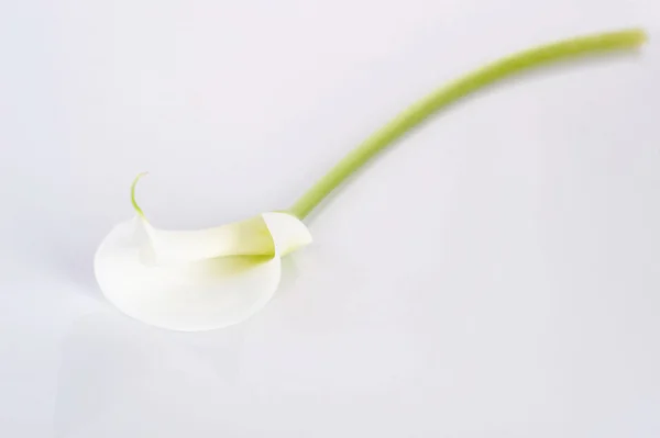 Lys calla blanc — Photo